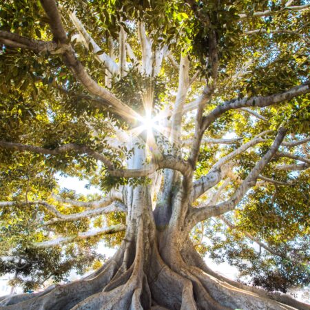 sun shining through tree with large roots